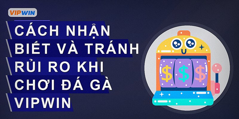 Cách nhận biết và tránh rủi ro khi chơi đá gà Vipwin